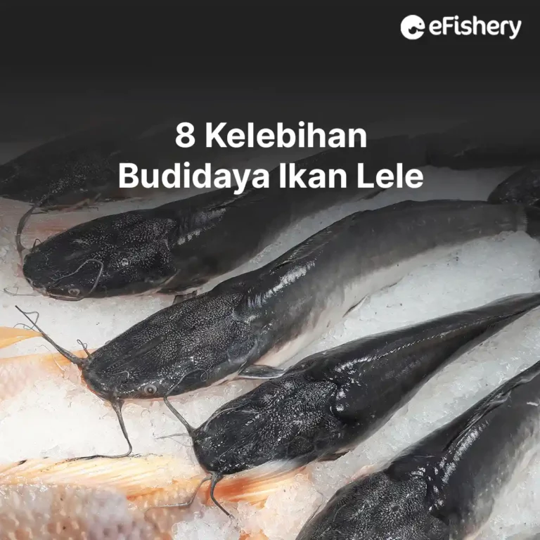 kelebihan budidaya ikan lele