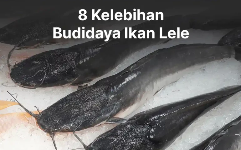 kelebihan budidaya ikan lele