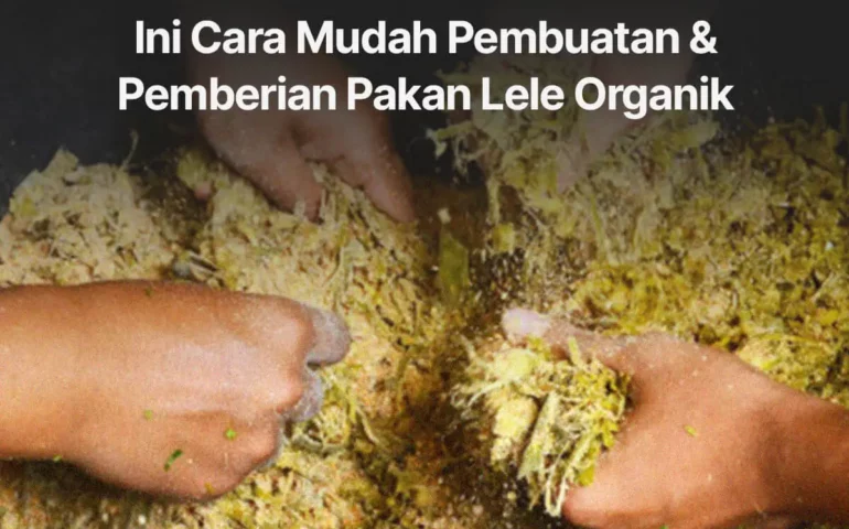 pakan lele organik