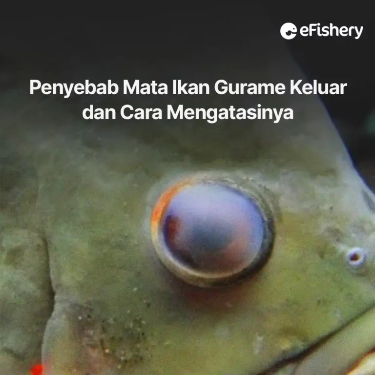 penyebab mata ikan gurame keluar