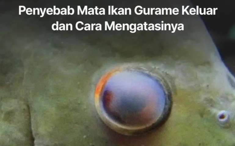 penyebab mata ikan gurame keluar