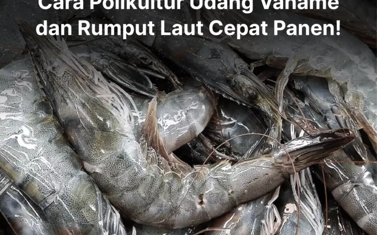 cara polikultur udang vaname dan rumput laut