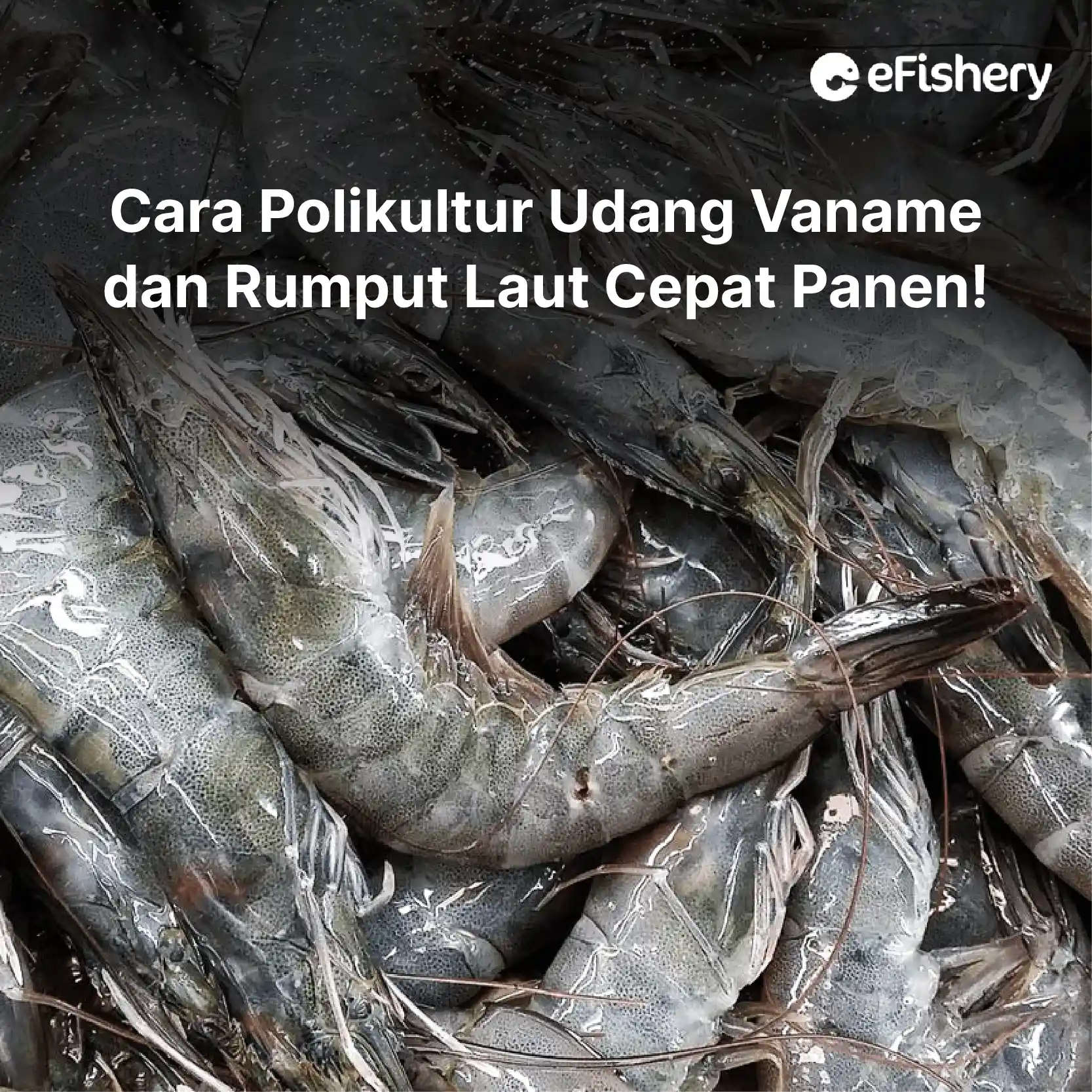 cara polikultur udang vaname dan rumput laut