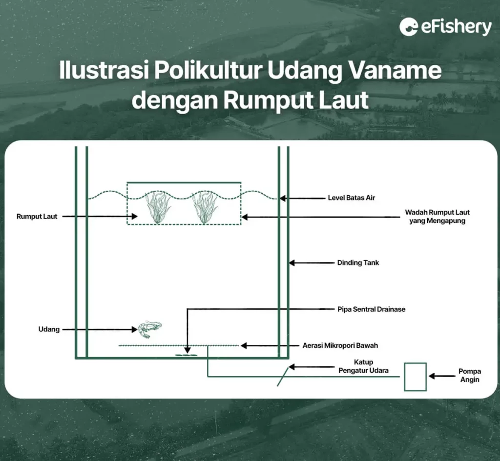 ilustrasi polikultur udang vaname dengan rumput laut