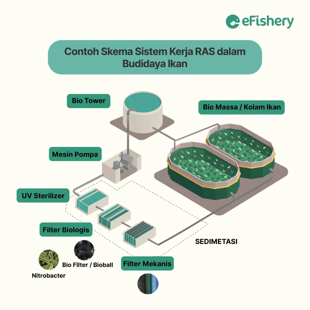 gambar skema budidaya ikan lele sistem ras