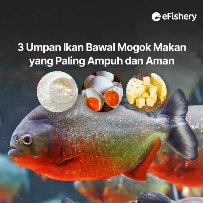 umpan ikan bawal mogok makan