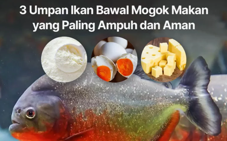 umpan ikan bawal mogok makan