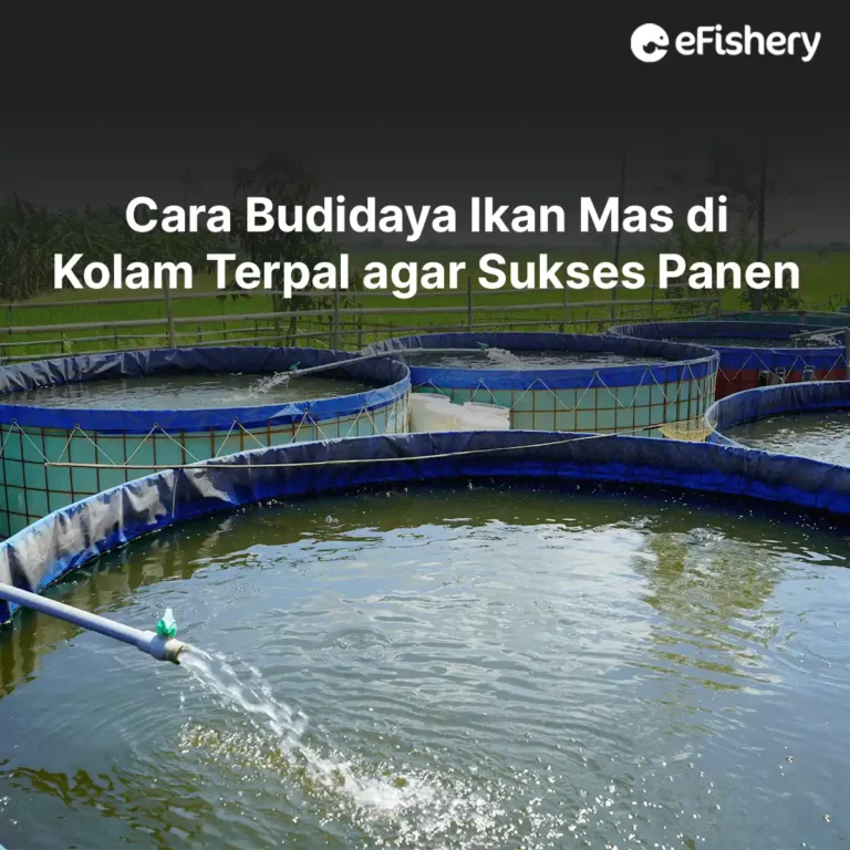 budidaya ikan mas di kolam terpal