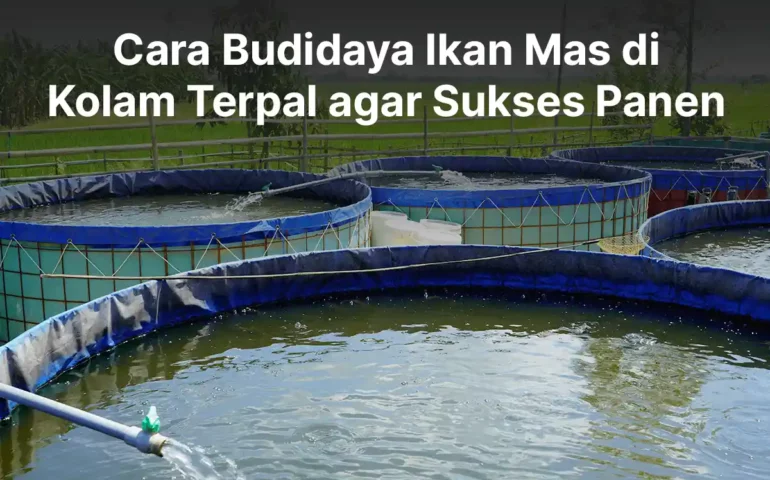 budidaya ikan mas di kolam terpal