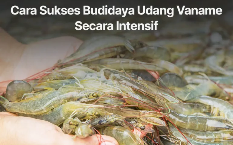 budidaya udang vaname secara intensif