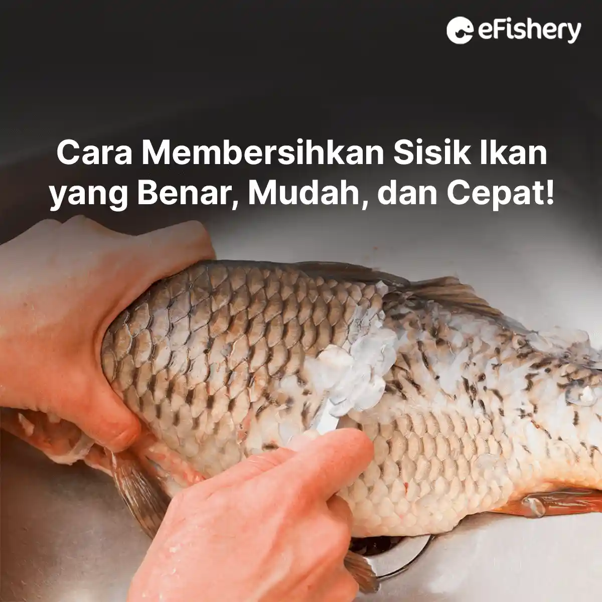 cara membersihkan sisik ikan