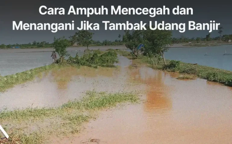 cara mencegah dan menangani jika tambak udang banjir