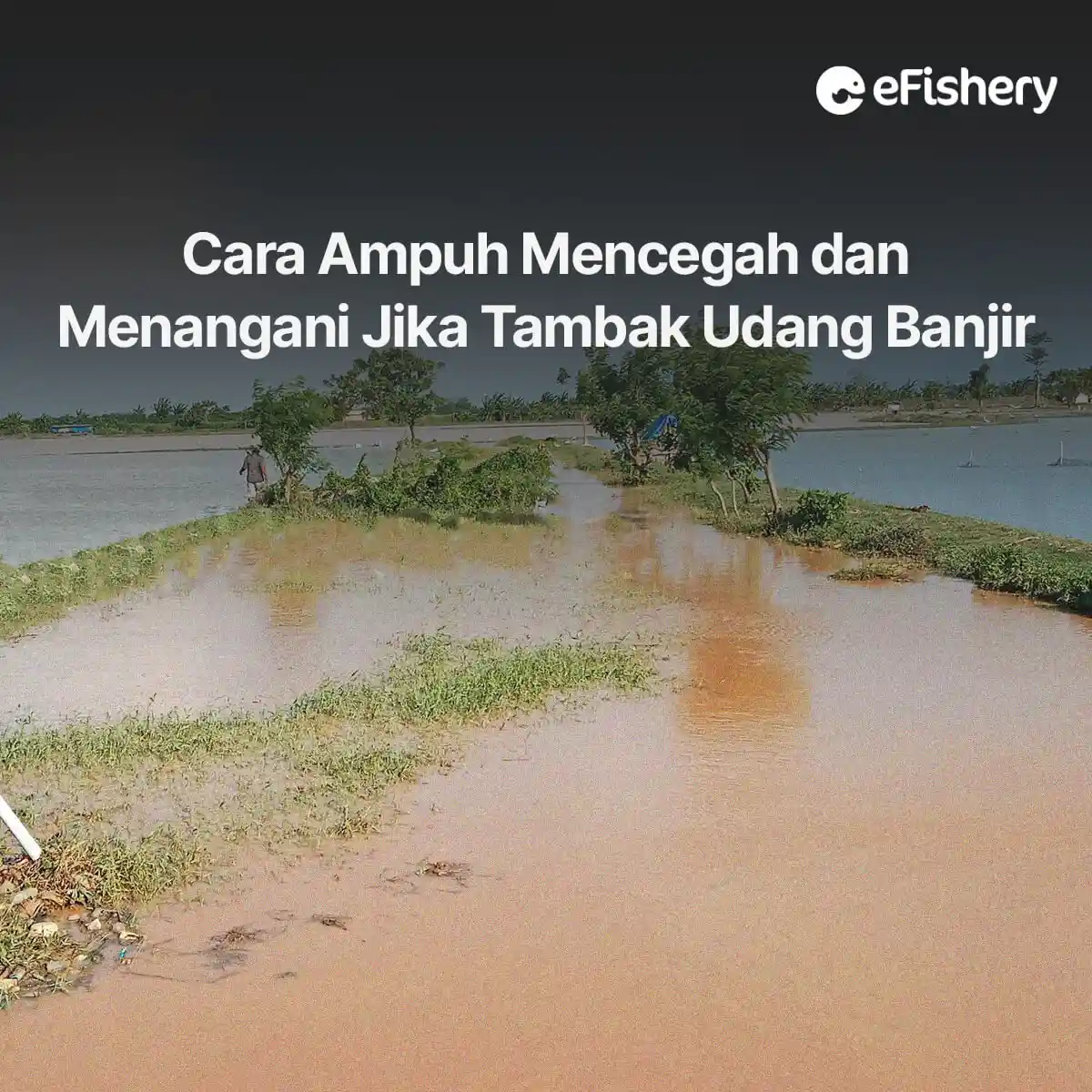 cara mencegah dan menangani jika tambak udang banjir