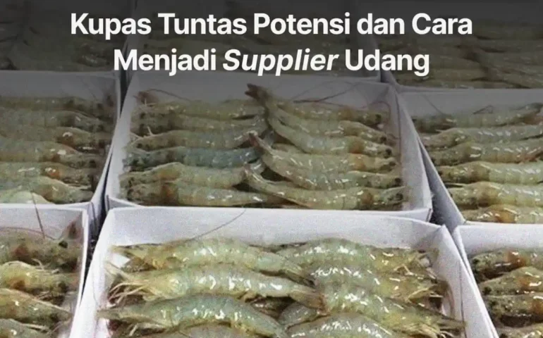 cara menjadi supplier udang