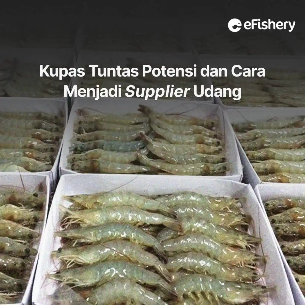 cara menjadi supplier udang