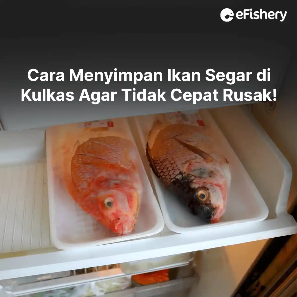 cara menyimpan ikan segar di kulkas