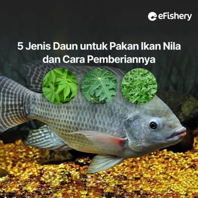 jenis daun untuk pakan ikan nila