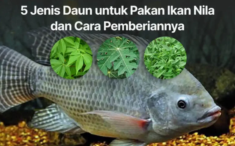 jenis daun untuk pakan ikan nila