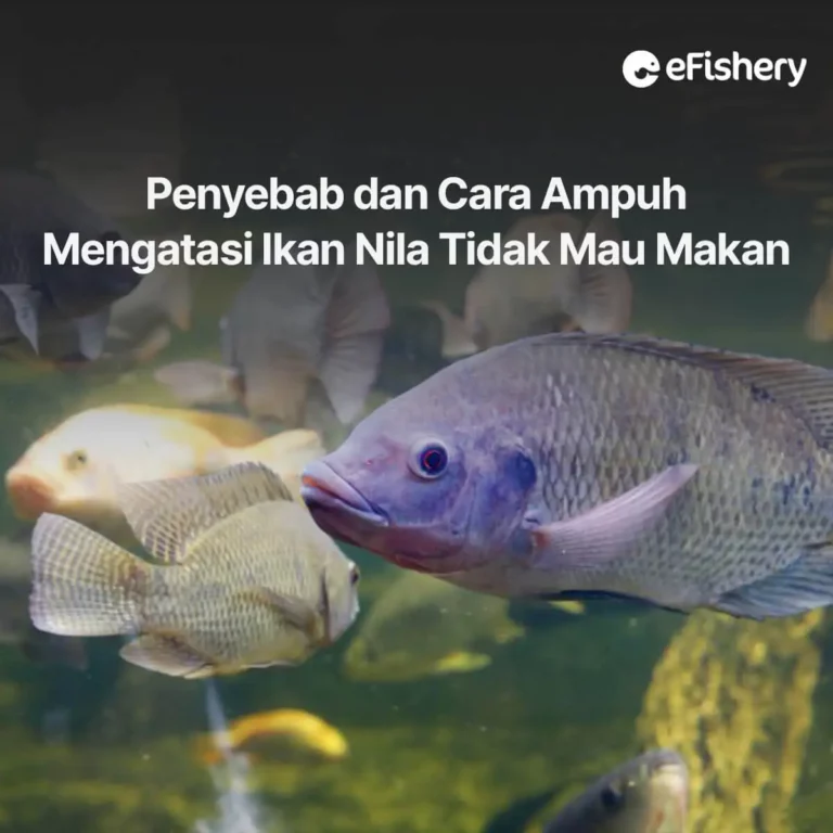 penyebab dan cara mengatasi ikan nila tidak mau makan