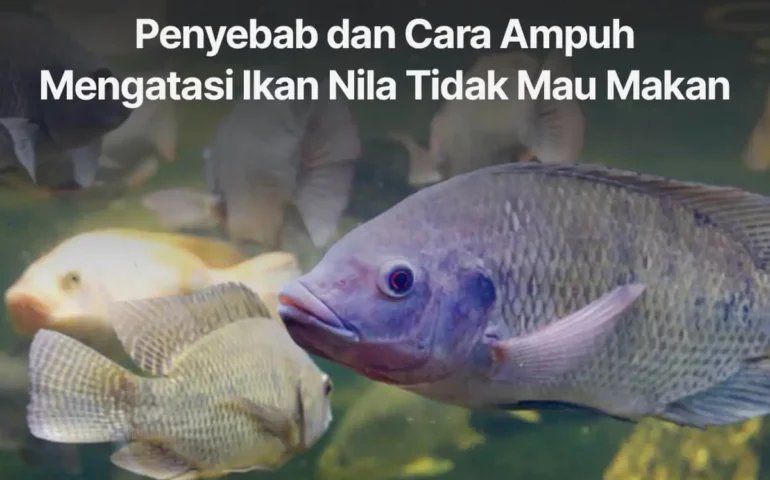 penyebab dan cara mengatasi ikan nila tidak mau makan