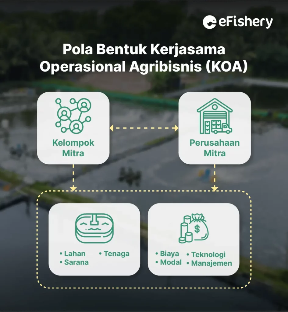 pola bentuk kerjasama operasional agribisnis koa