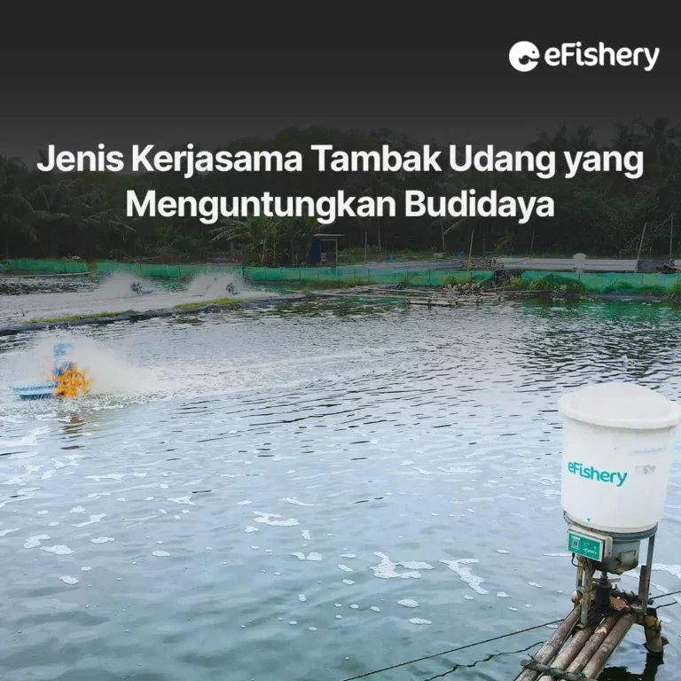 Jenis Kerjasama Tambak Udang Yang Menguntungkan Budidaya