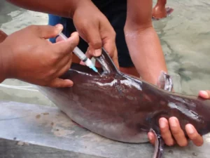 pemijahan indukan ikan patin