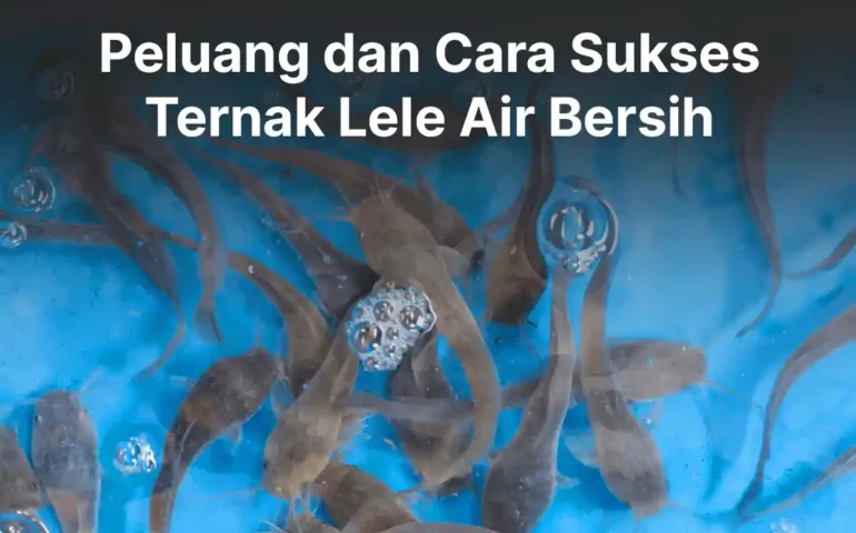 ternak lele air bersih