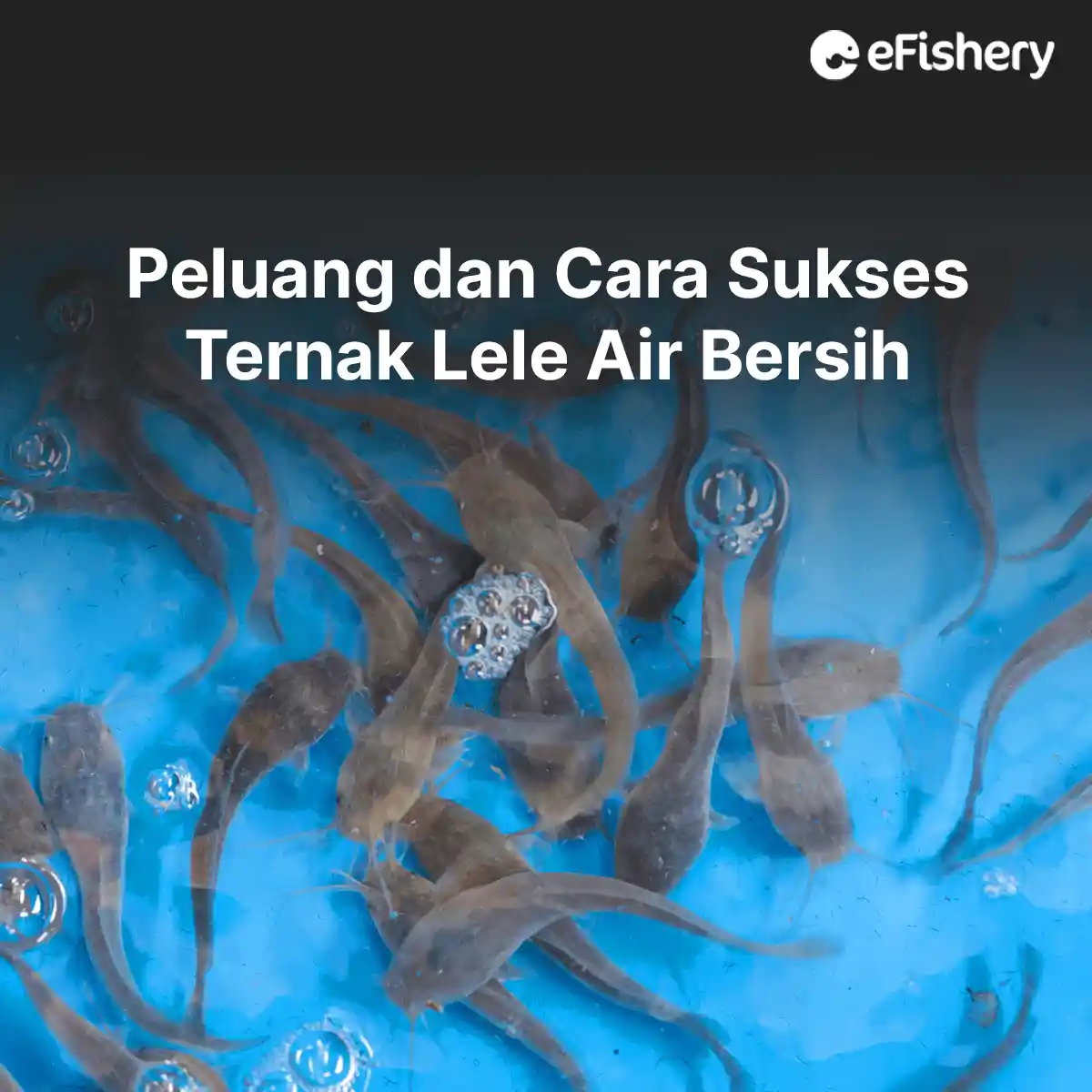 ternak lele air bersih