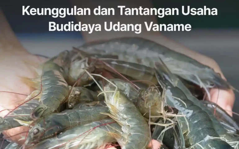 usaha budidaya udang vaname