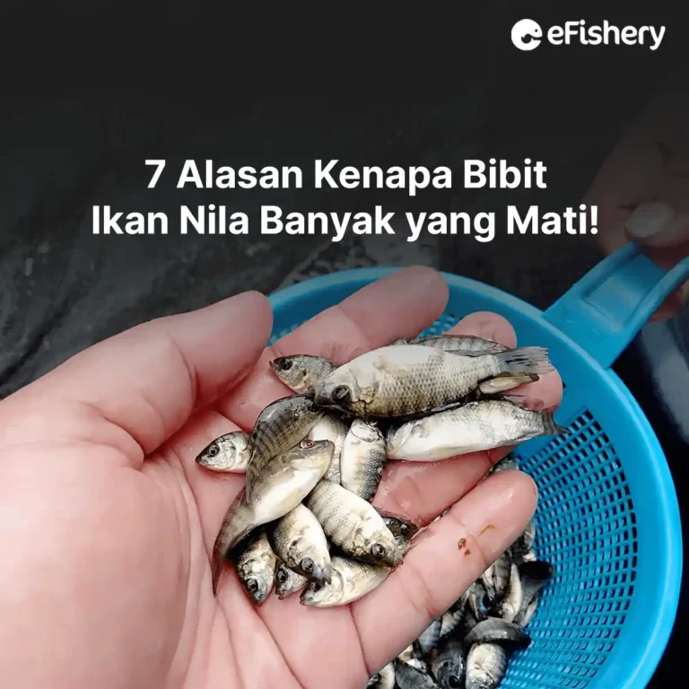 alasan kenapa bibit ikan nila banyak yang mati