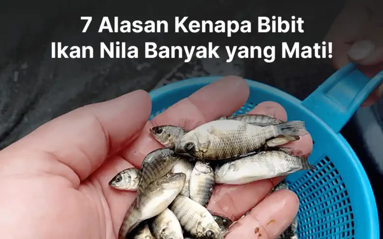 alasan kenapa bibit ikan nila banyak yang mati