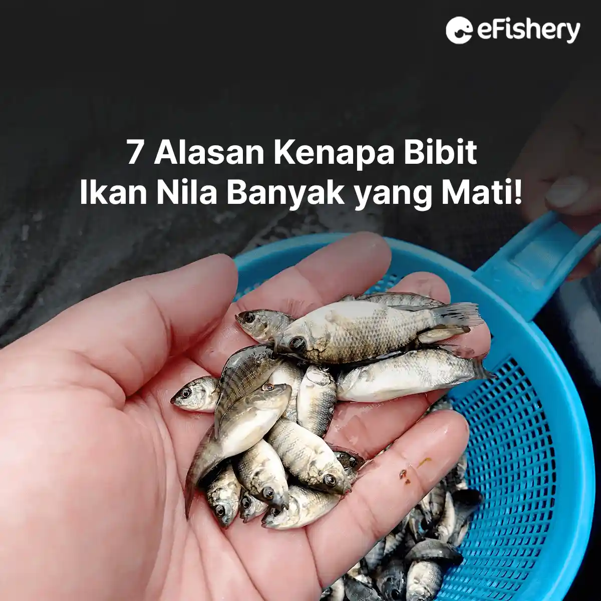 alasan kenapa bibit ikan nila banyak yang mati