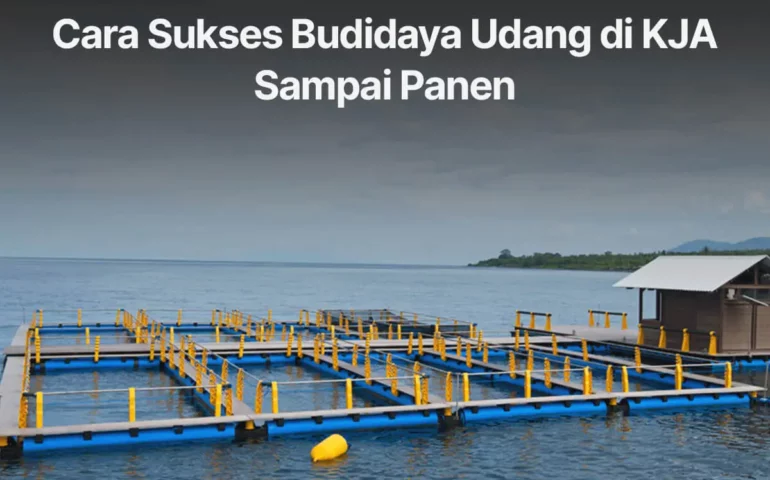 budidaya udang ke keramba jaring apung