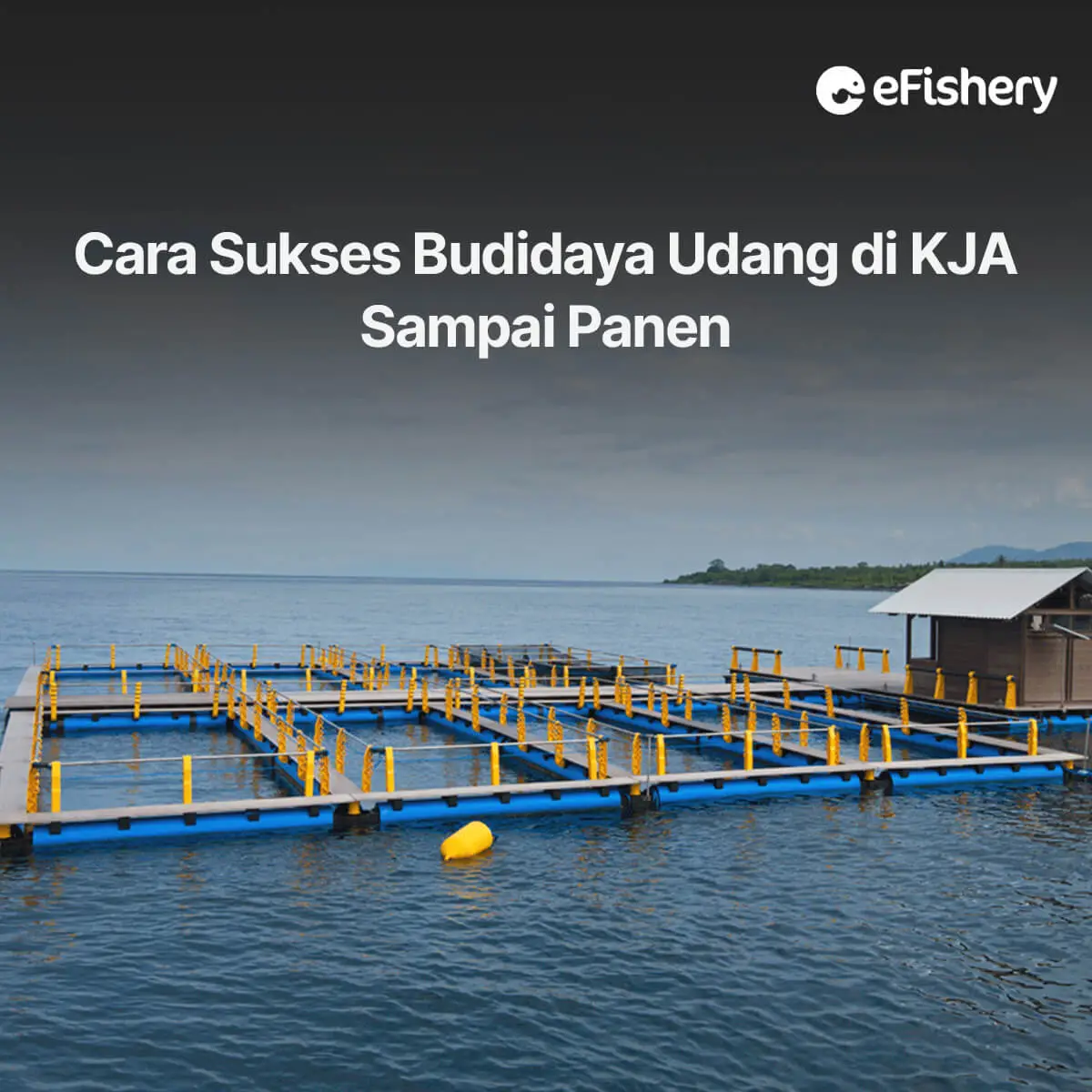 budidaya udang ke keramba jaring apung