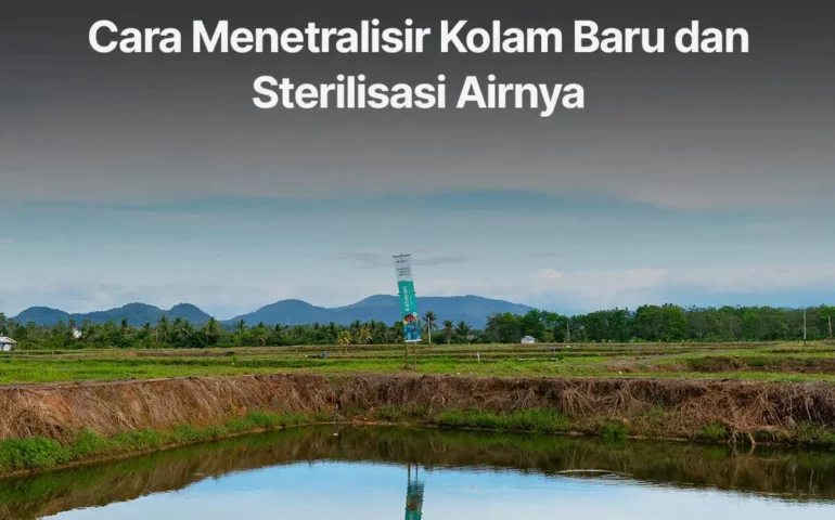 cara menetralisir kolam baru