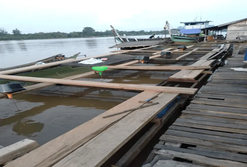 gambaran budidaya udang di kja