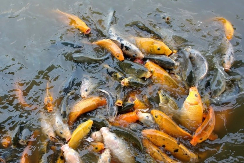 ikan mas bergizi