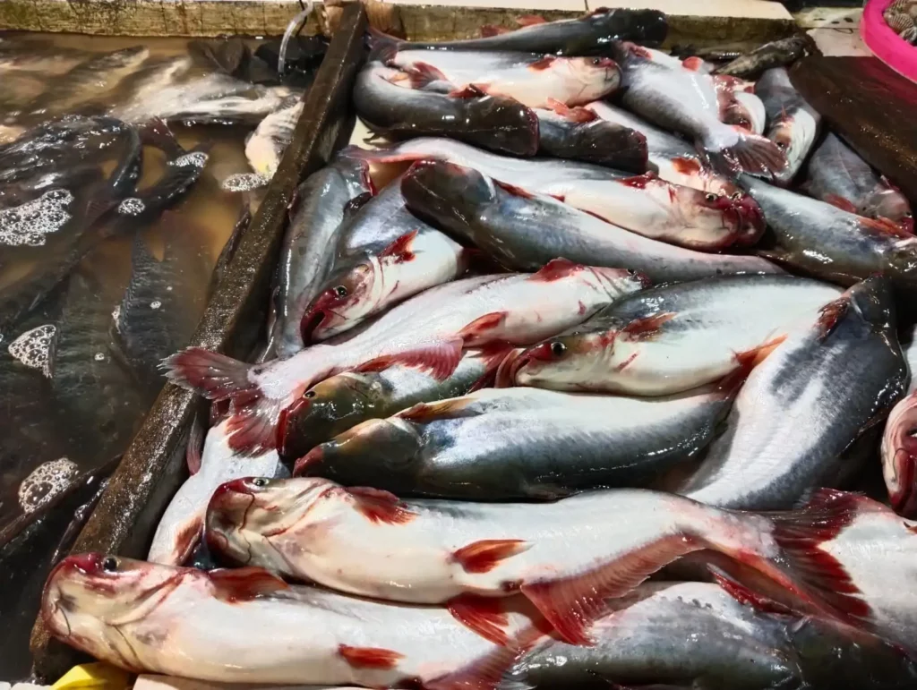 ikan patin bergizi