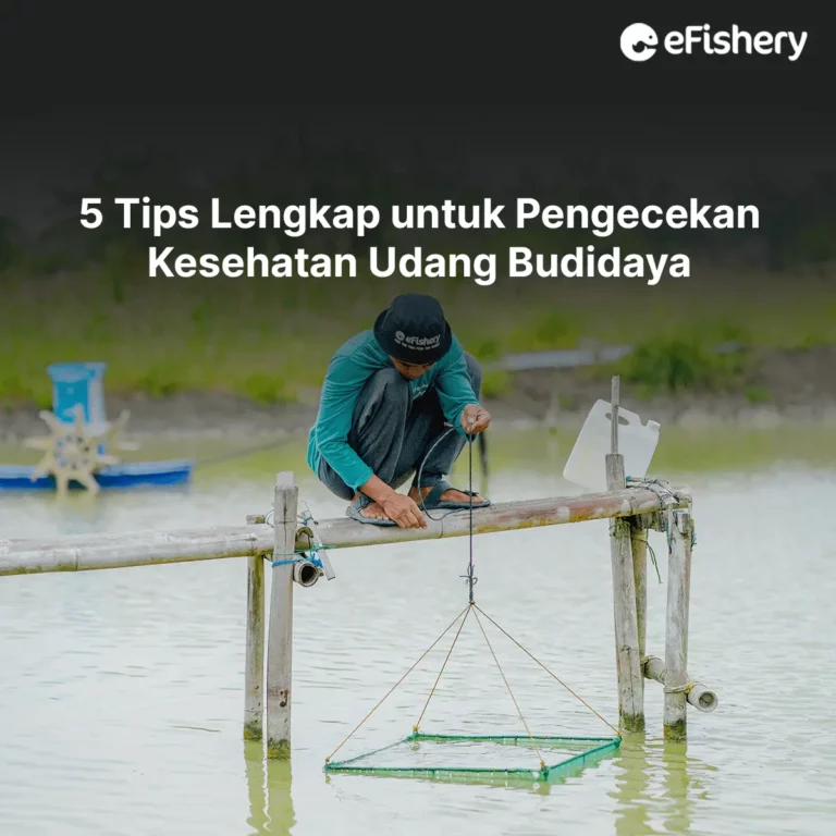 pengecekan kesehatan udang