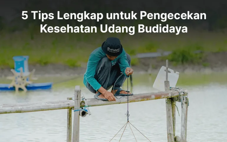 pengecekan kesehatan udang