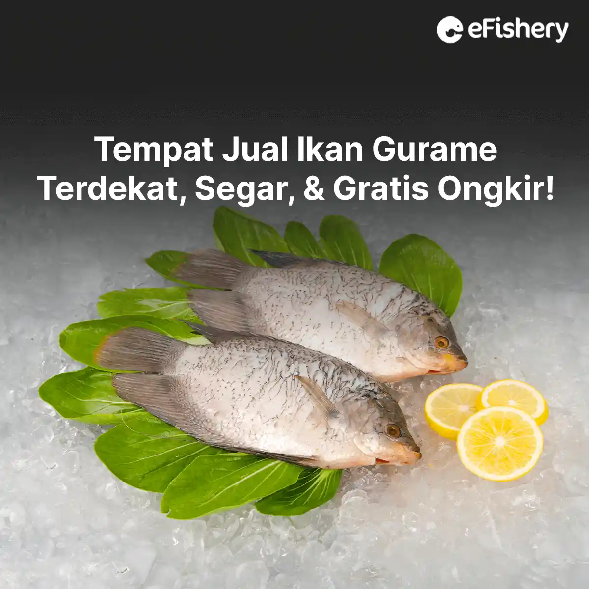 tempat jual ikan gurame terdekat