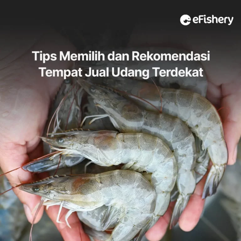 tempat jual udang terdekat