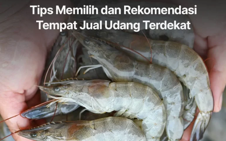 tempat jual udang terdekat