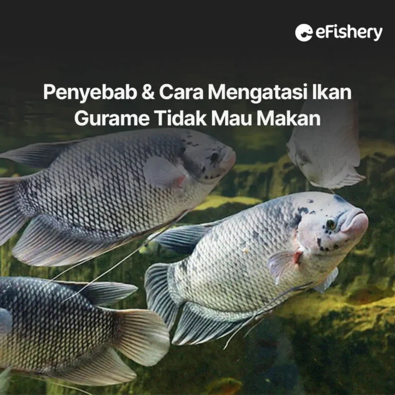 cara mengatasi ikan gurame tidak mau makan