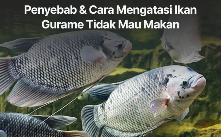 cara mengatasi ikan gurame tidak mau makan