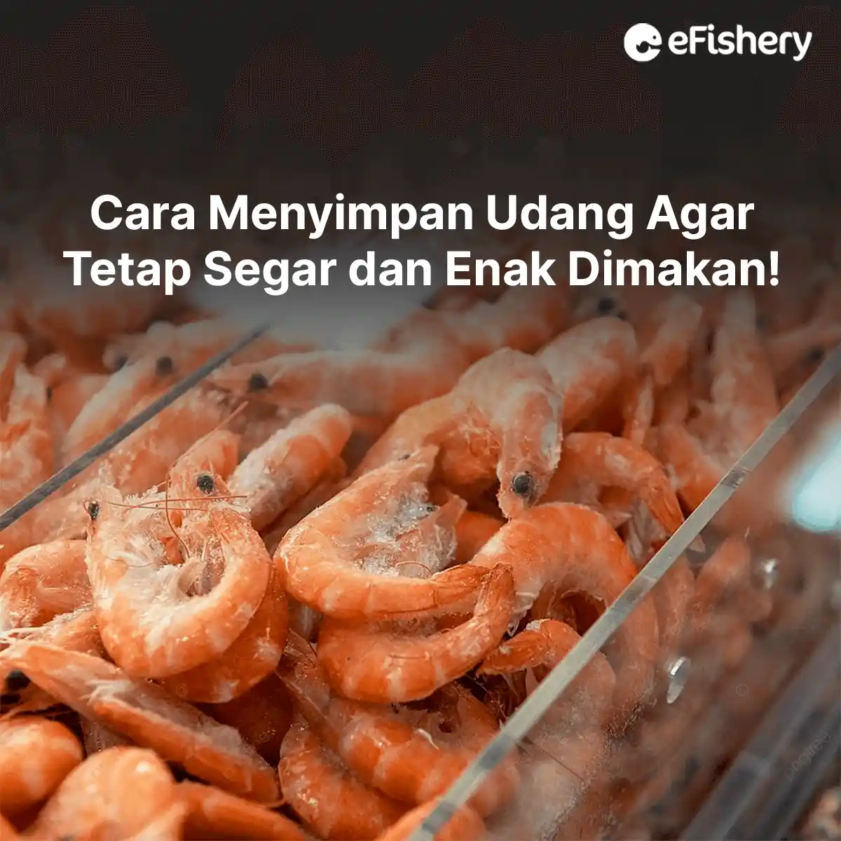 cara menyimpan udang agar tetap segar