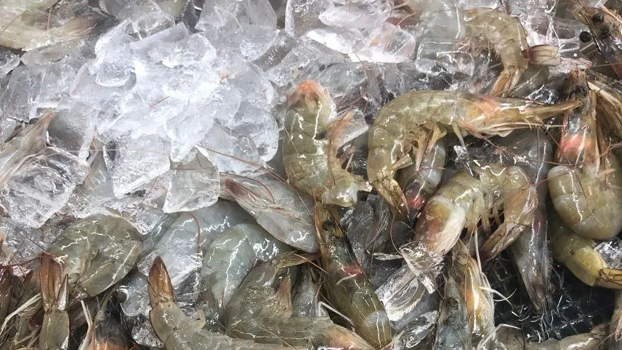 cara menyimpan udang tanpa kulkas