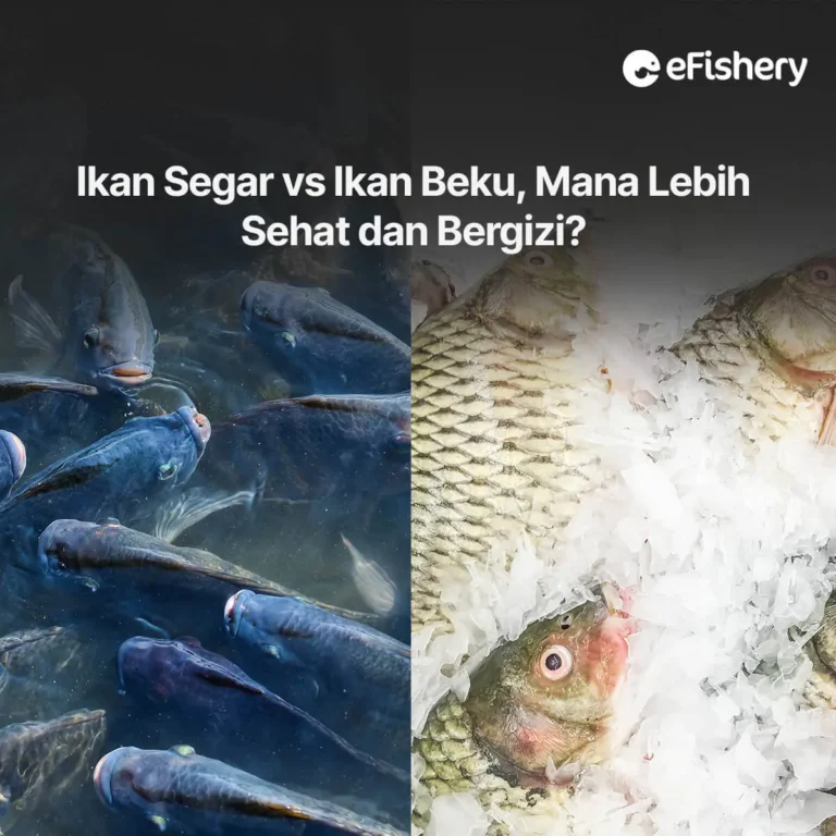 ikan segar vs ikan beku