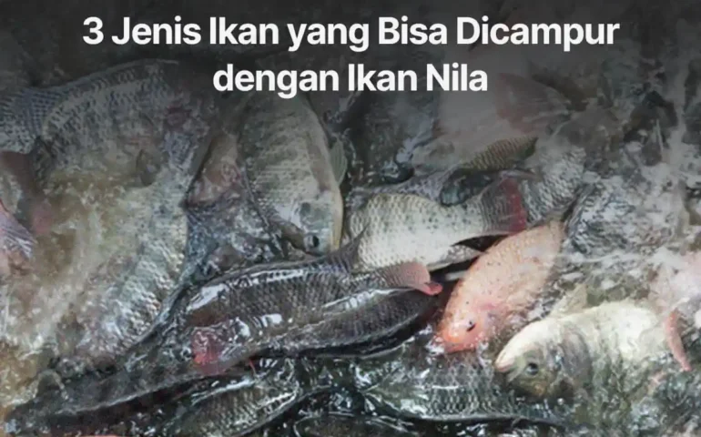 jenis ikan yang bisa dicampur dengan nila